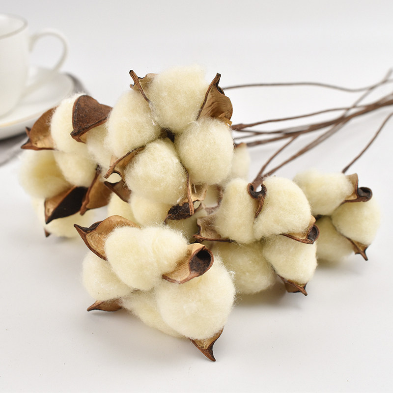 棉花彩色彩色棉单支永生棉花会会展天然木棉花干花仿真果蔬