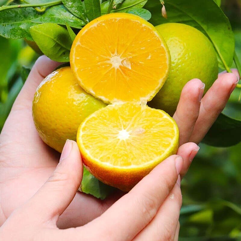 武鸣皇帝柑橘子橙水果新鲜当季贡柑蜜桔薄皮5斤9斤中小果 包邮