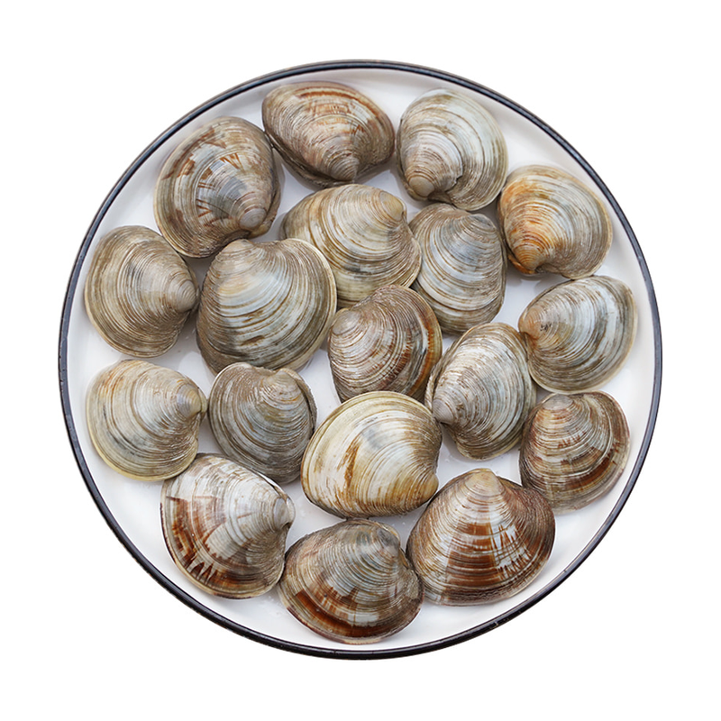 鲜活黄蚬子野生无沙超大特大蛤蜊花蛤文蛤花甲贝类海鲜美贝包活