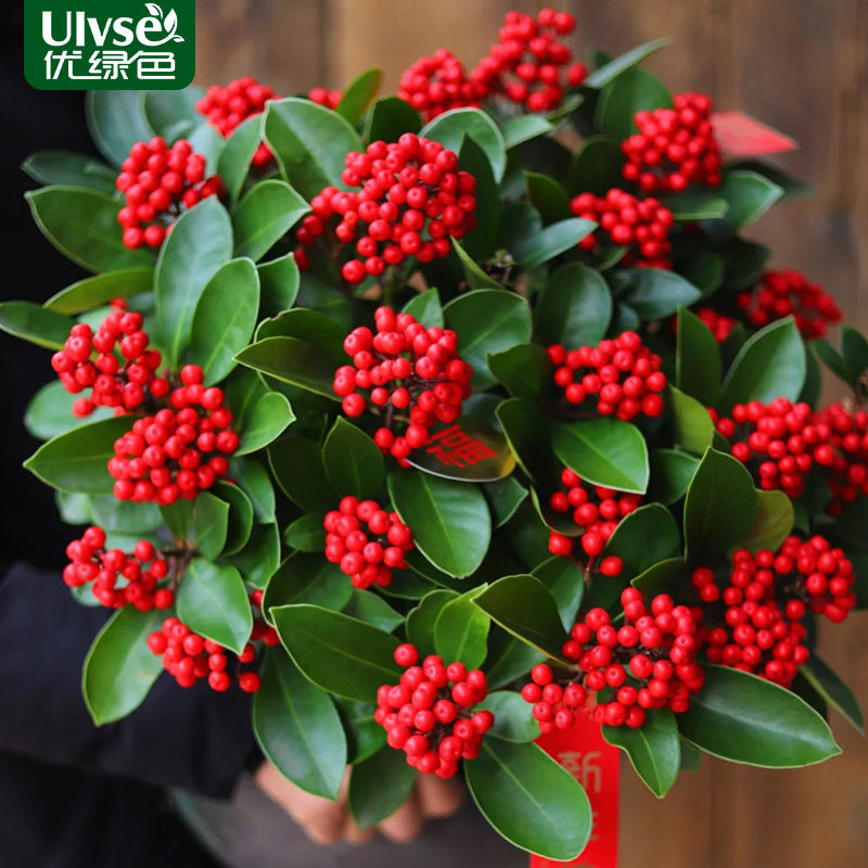 年宵花红玉珠盆栽植物鸿运珠办公室内客厅过年招财绿植盆景