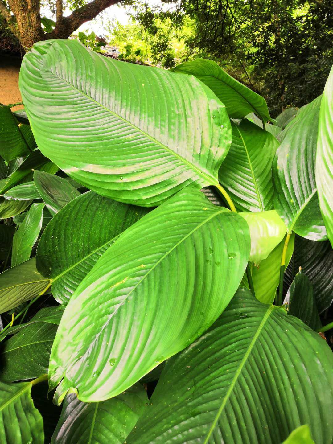 新鲜粽叶免邮大叶现摘广东肇庆裹蒸粽子子叶其他食品