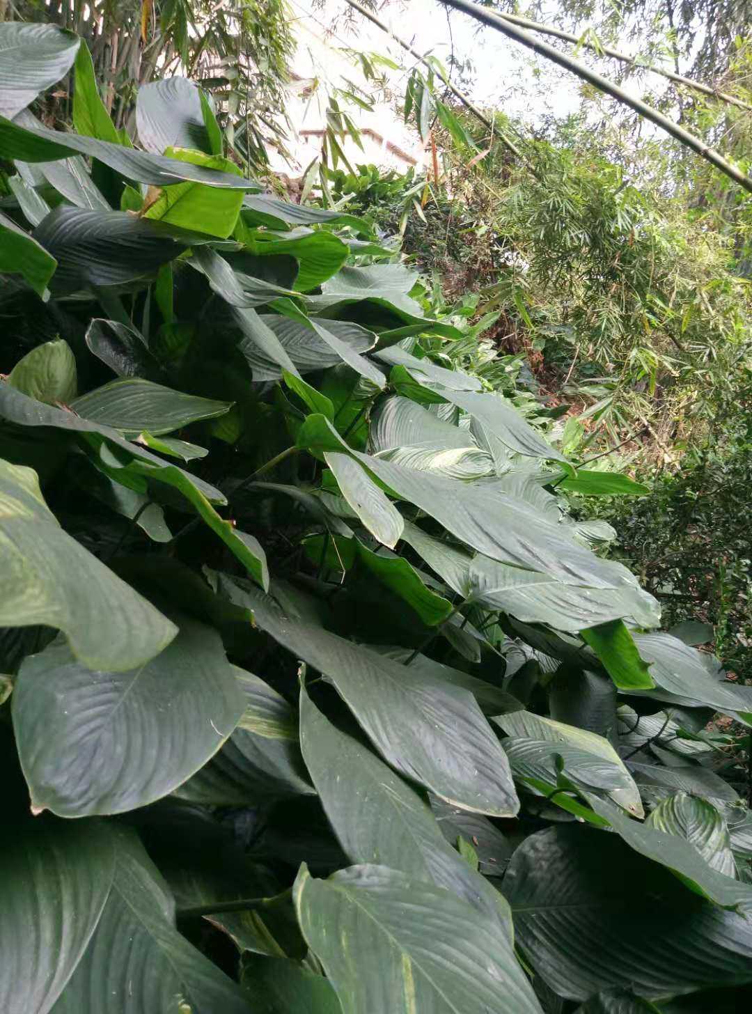 新鲜粽叶免邮大叶现摘广东肇庆裹蒸粽子子叶其他食品