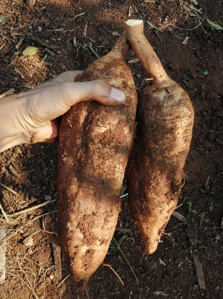 葛根新鲜野生现挖云南大山生葛根5斤解酒汤粉葛根