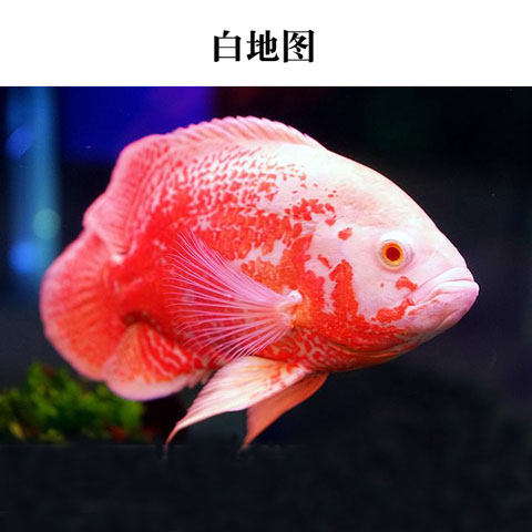 黑白白地图鱼活鱼大中型热带鱼观赏鱼凶猛猪仔鱼花鱼