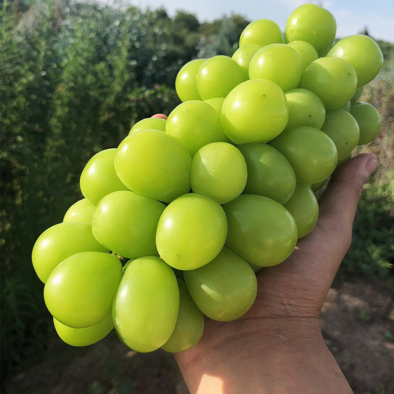 阳光玫瑰葡萄晴王提香新鲜水果日本品种云南葡萄