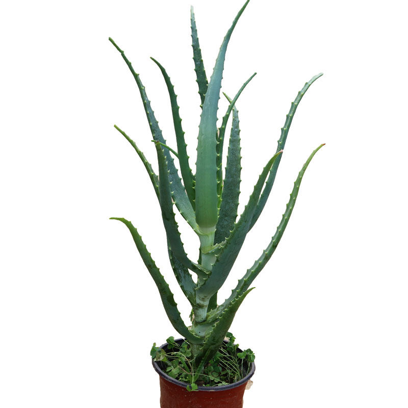 芦荟木立芦荟绿植花卉木剑小木龙爪盆栽植物好养绿植