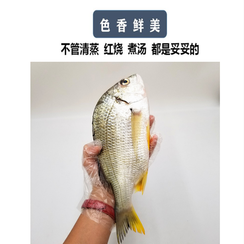 新鲜黄翅鱼3斤海钓海鲫鱼腊鱼黄立鱼海鲜水产鲜嫩其它