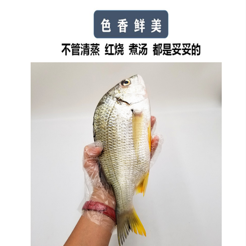 海腊鱼介绍图片