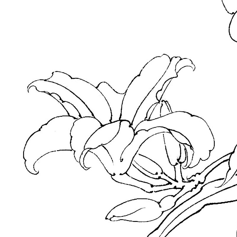 国画工笔画打印白描底稿斗方百花萱草初学者透稿国画