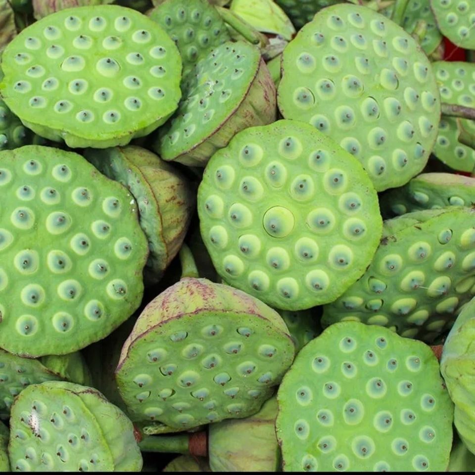 莲子水果现货新鲜4斤莲蓬生吃青莲现摘现发新鲜莲蓬