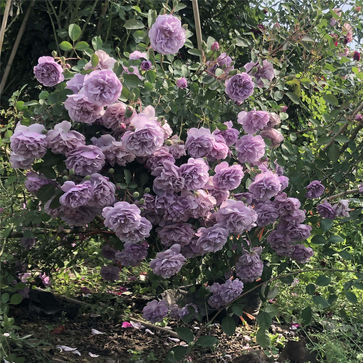 蓝色阴雨浓香藤本月季花苗阳台爬藤玫瑰四季多花时令草本花卉