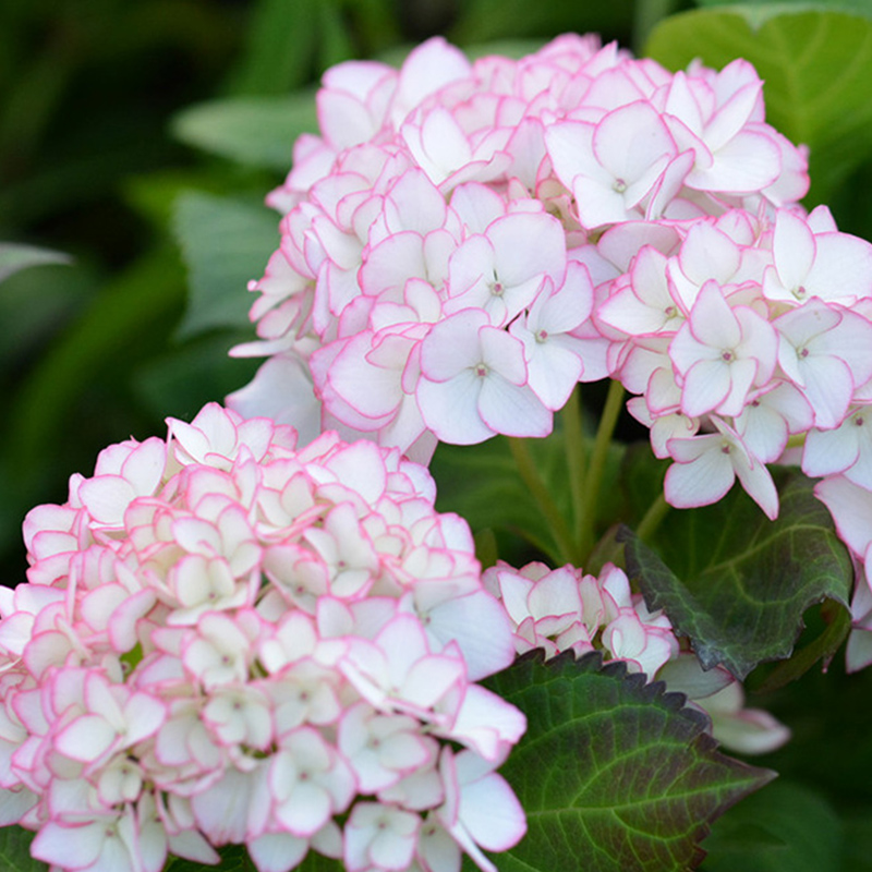 绣球塞布易养护花园养护八仙仙花丽娜紫阳花大花时令草本花卉