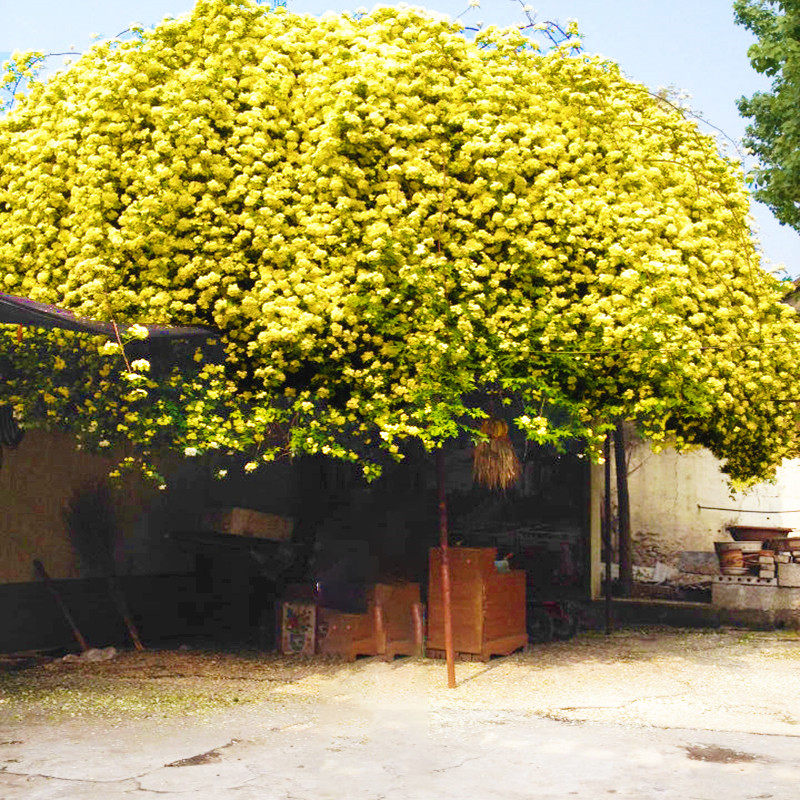 重瓣白黄木香花苗盆栽带花室内庭院花卉爬藤花卉