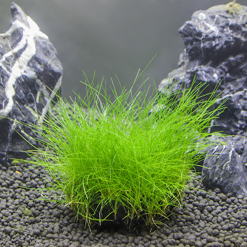 牛毛坨草前景草鱼缸造景免栽种活体淡水增氧净化水质懒人新手水草