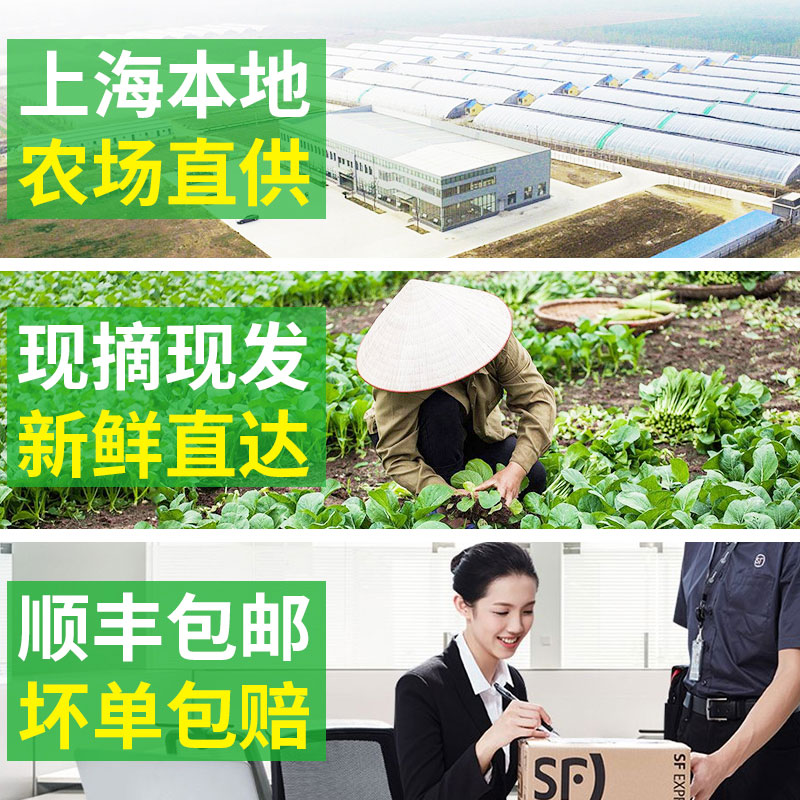 芝麻菜250g 德国火箭菜 新鲜蔬菜沙拉食材西餐色拉菜 5件顺丰包邮 - 图0