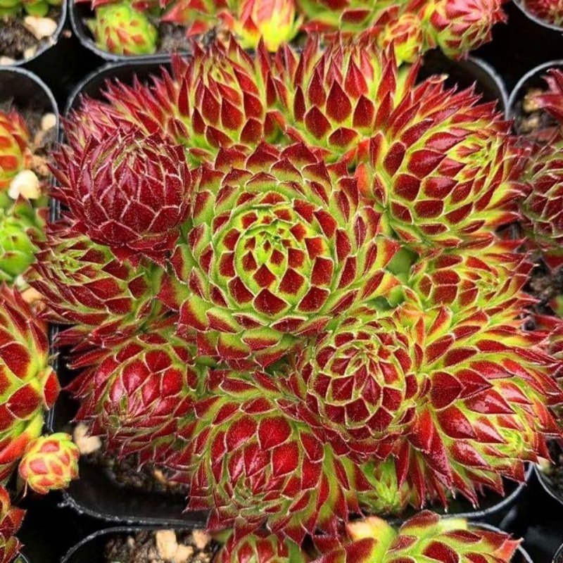 复活节彩蛋多肉植物长生草爆盆群生新手好养肉肉绿植