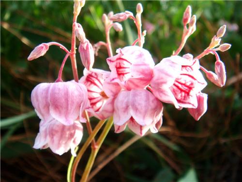 美家园艺 罗布麻 茶叶花盆栽苗 食用观赏植物 带盆发货多年生