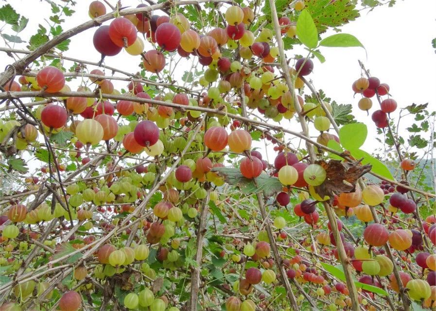 千草园艺灯笼果彩虹果口径盆栽野生酸甜可口基地花卉