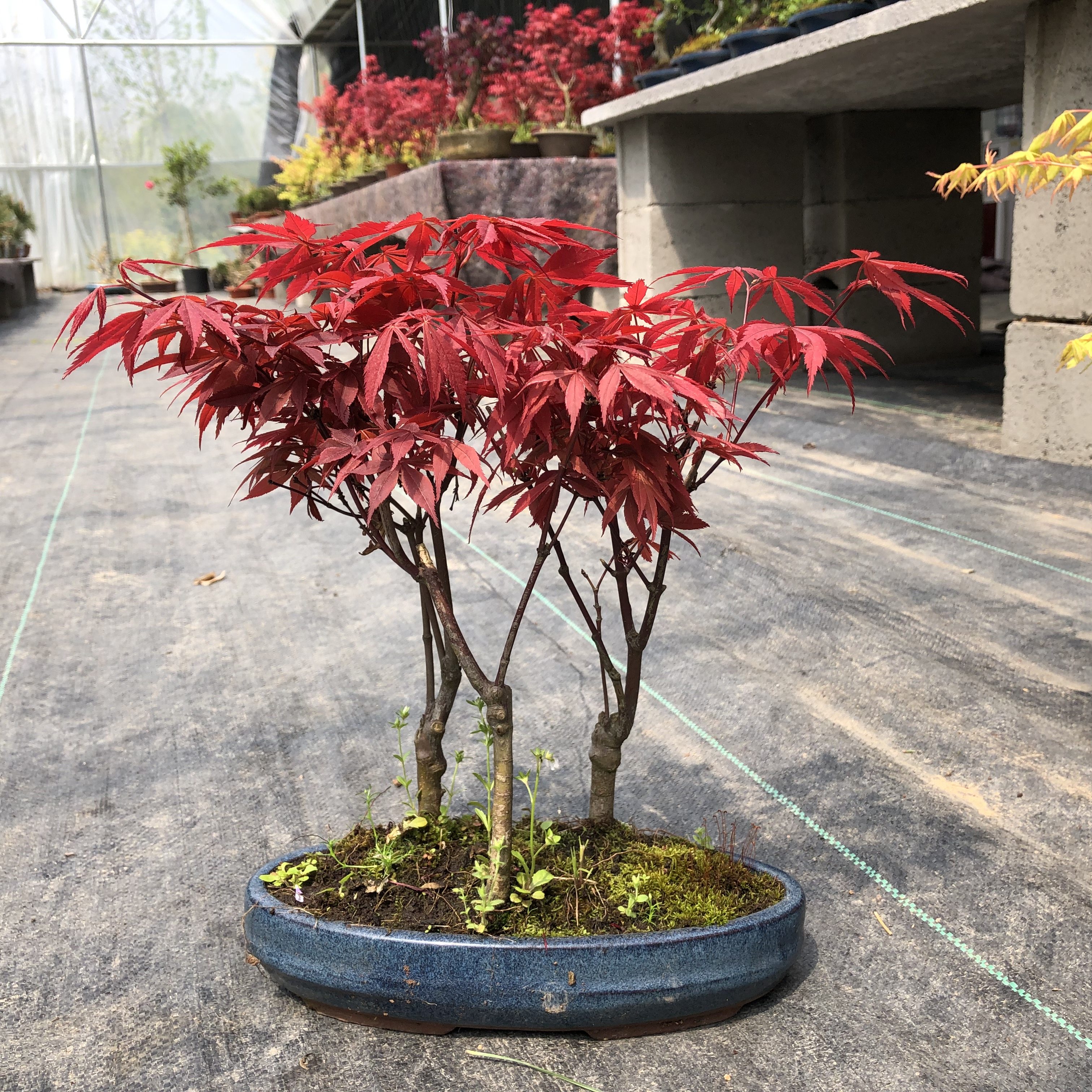 日本红枫红舞舞姬盆景四季常红室内庭院绿化观叶