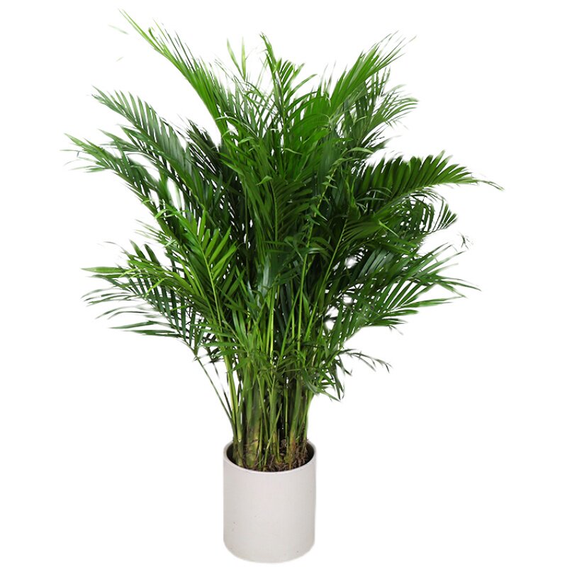 散尾盆栽植物凤尾夏威夷室内客厅大型北欧网红大型绿植