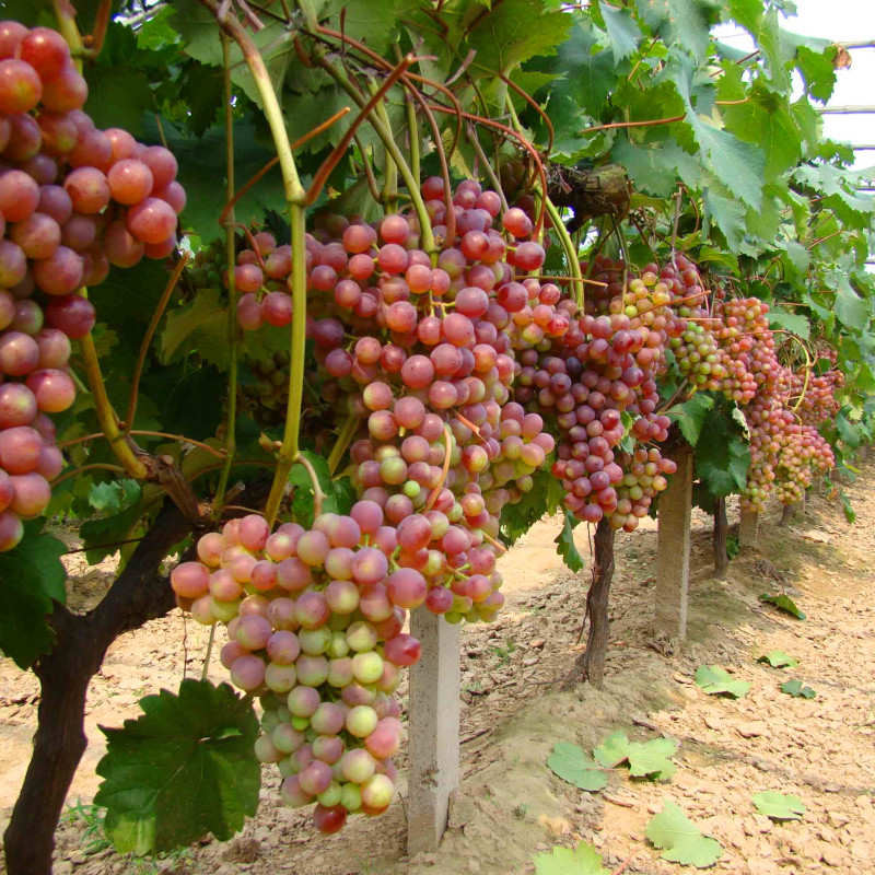 葡萄树苗果树美国红提苗红提子葡萄树红地球晚红果树