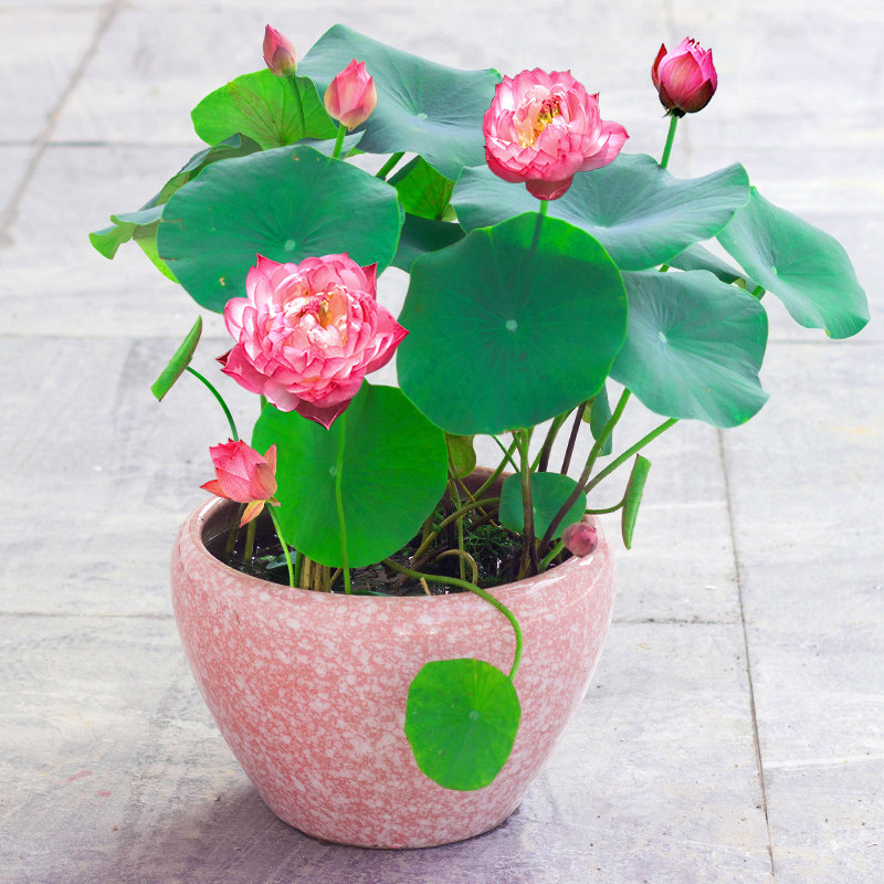 植物碗莲水培荷花盆栽花卉观花室内花种种子家庭园艺种子