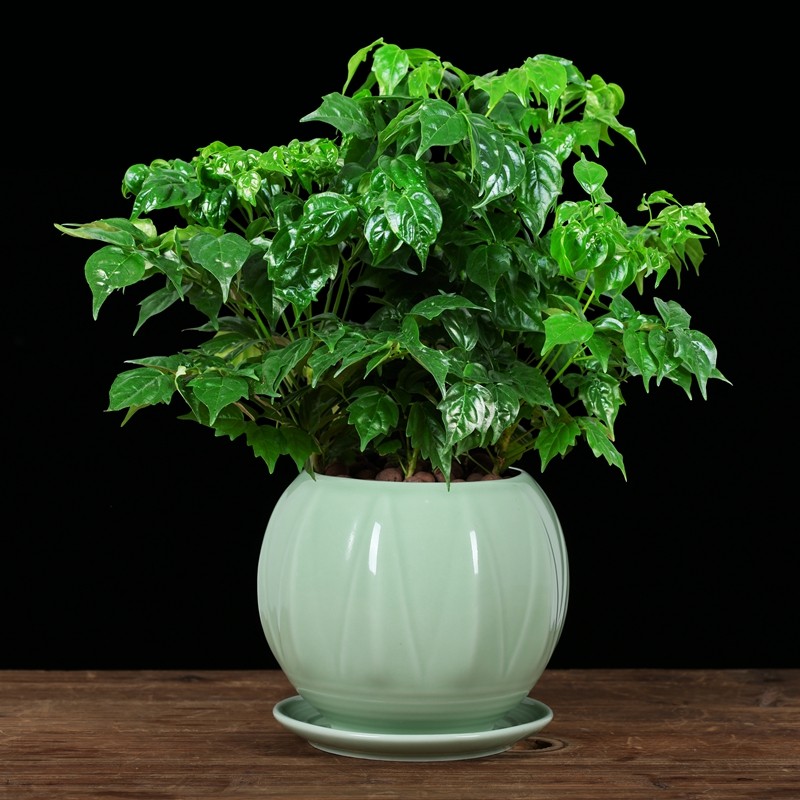 绿宝幸福树盆栽盆景绿植花卉室内客厅办公桌四季花卉