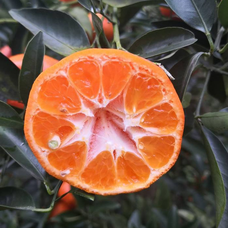 四川红橘大红红袍橘子重庆万州古红陈皮原料桔子