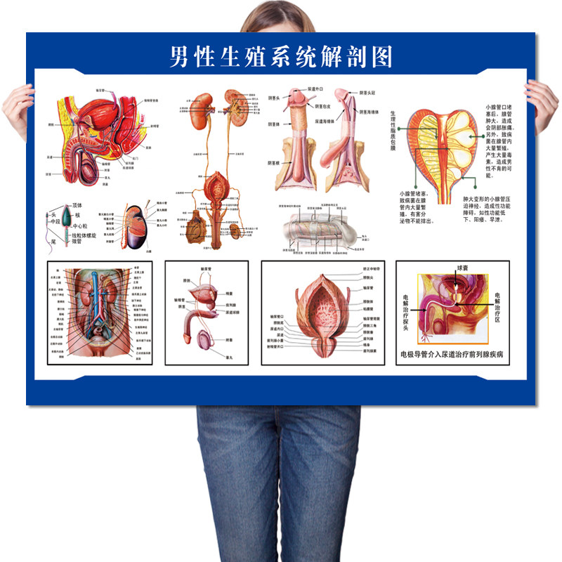 男女泌尿生殖器解剖女性生殖系统人体器官知识写真