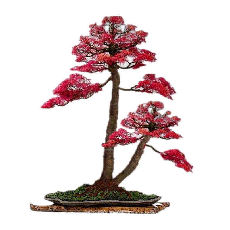 美国火焰红枫树苗红舞姬嫁接小苗红枫叶盆栽植物室内盆景树老桩