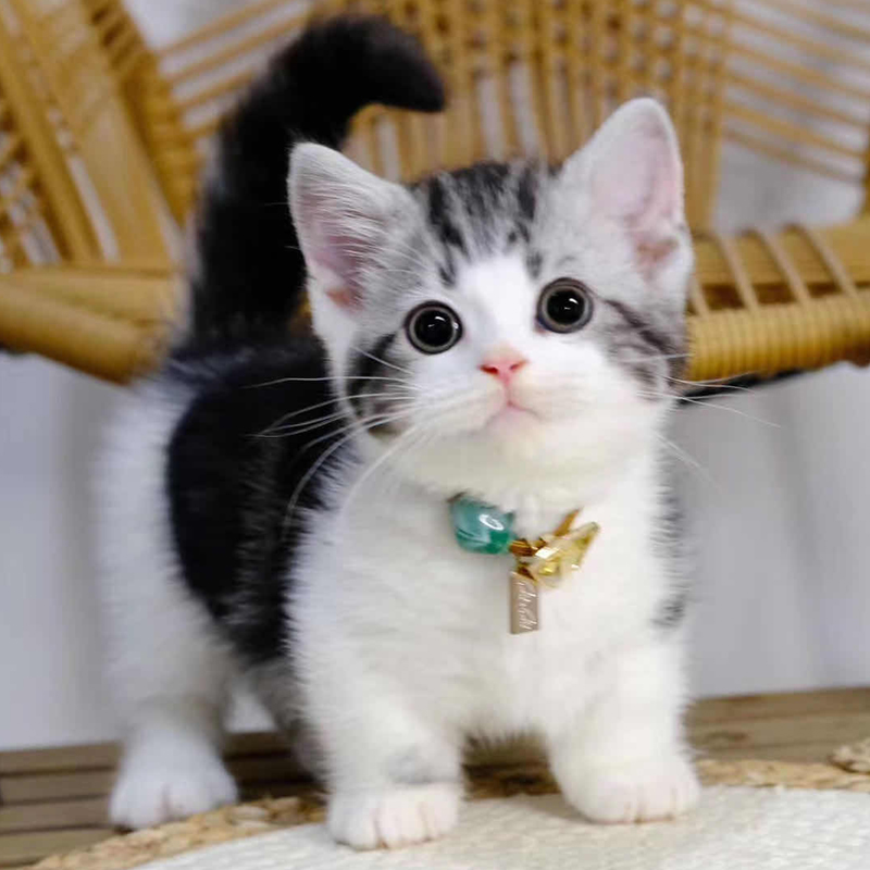 曼基康矮脚猫短腿猫曼起司猫拿破仑猫矮脚猫幼猫纯种幼崽活体活物