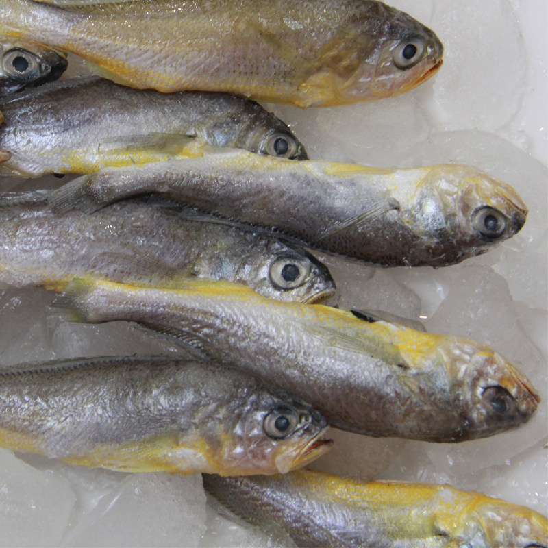 小黄黄花鱼5斤海鲜冷冻新鲜黄鱼生鲜鱼类深海海黄鱼