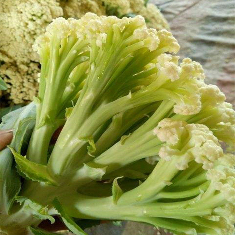 新鲜份包4斤装花头菜花白面蔬菜长梗无公害种植其它