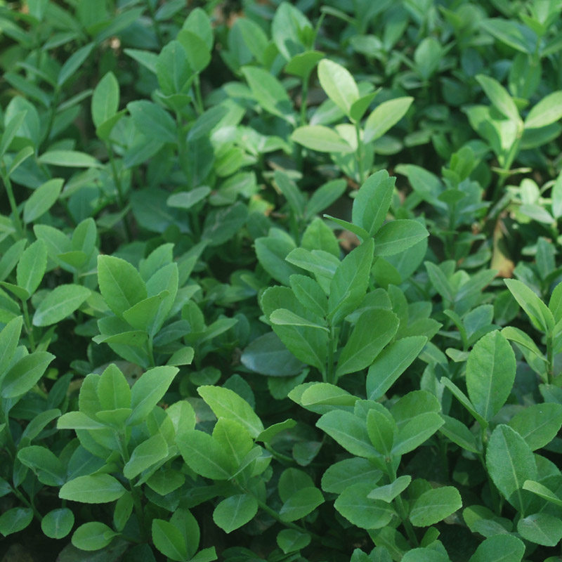 花卉耐寒常青叶绿植青叶卫矛四季爬藤植物攀缘时令草本花卉