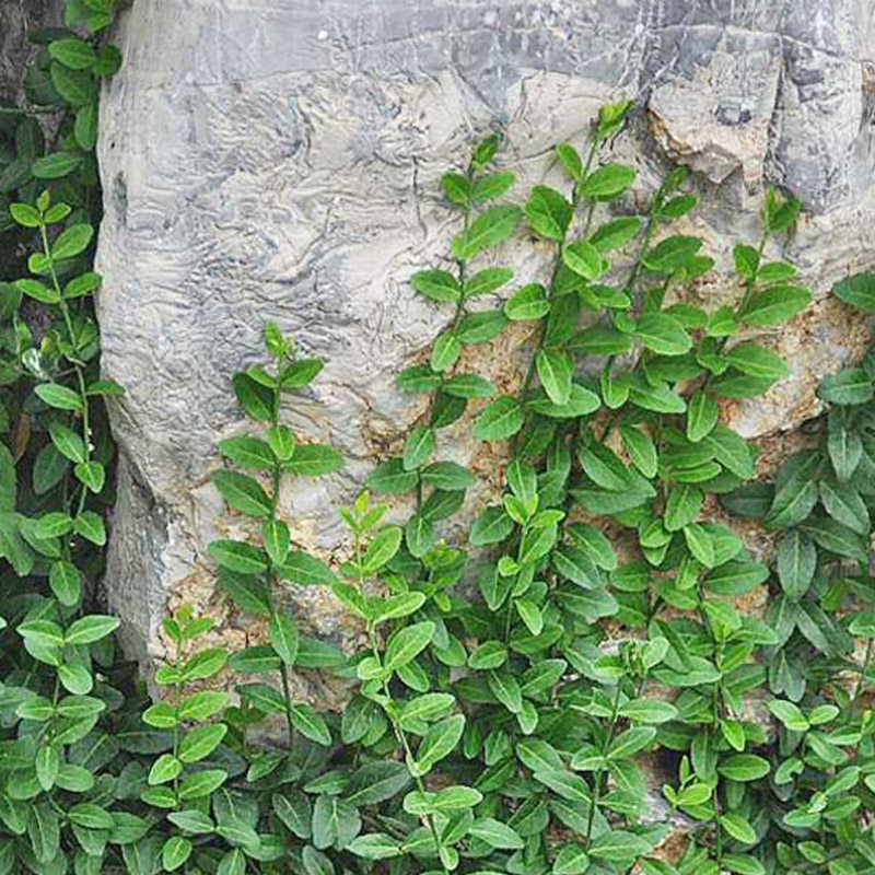 花卉耐寒常青叶绿植青叶卫矛四季爬藤植物攀缘时令草本花卉