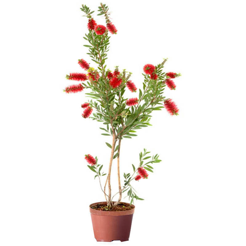 多花花红千层花盆盆栽绿植四季阳台室内室外时令草本花卉