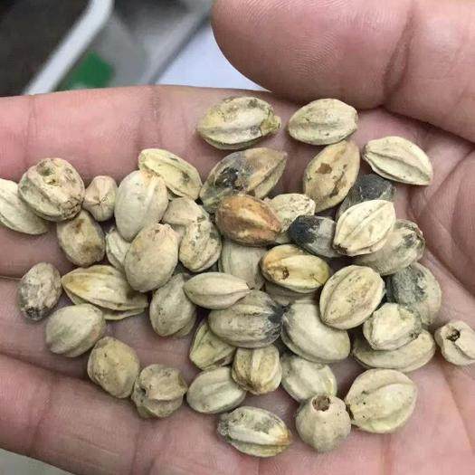 种子楝树苦楝新采苦紫花树种楝枣种籽包邮家庭园艺种子
