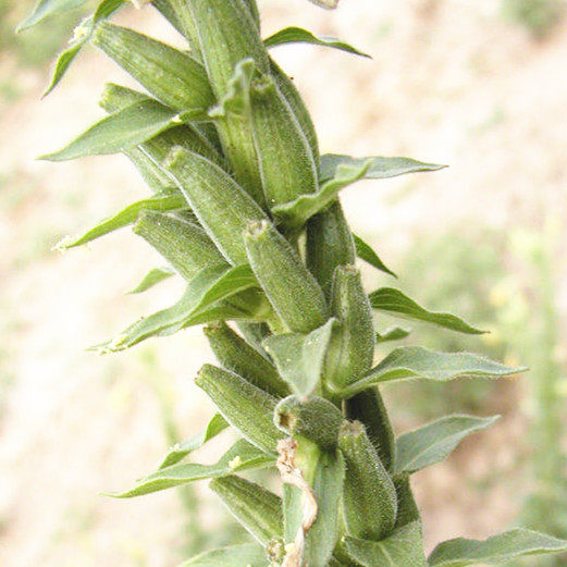 芝麻北山子野种子中草药植物月见庭院家庭园艺种子