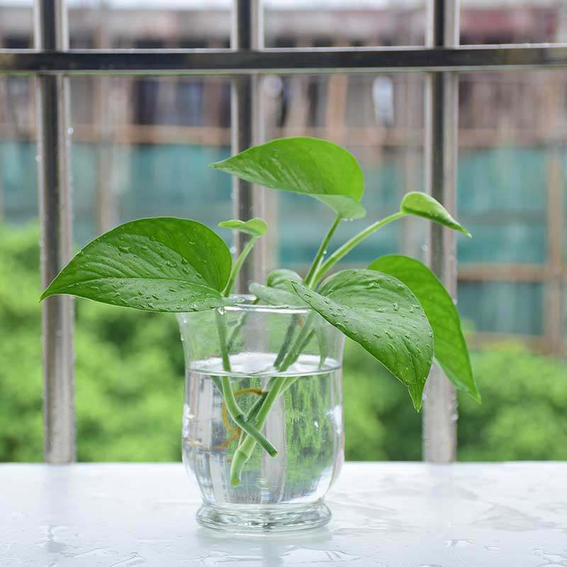 水培花卉绿萝真花盆栽室内水养植物绿色绿植绿植