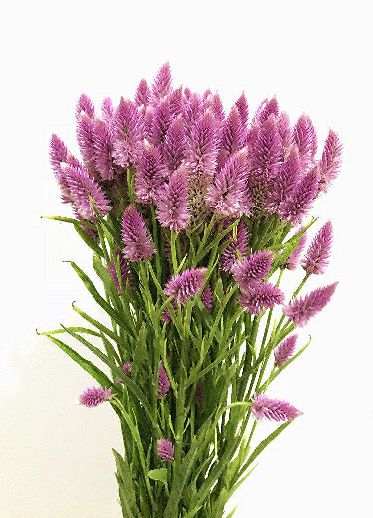 家居办公室插花配花粉色凤尾尾花可倒倒立风干鲜花速递同城