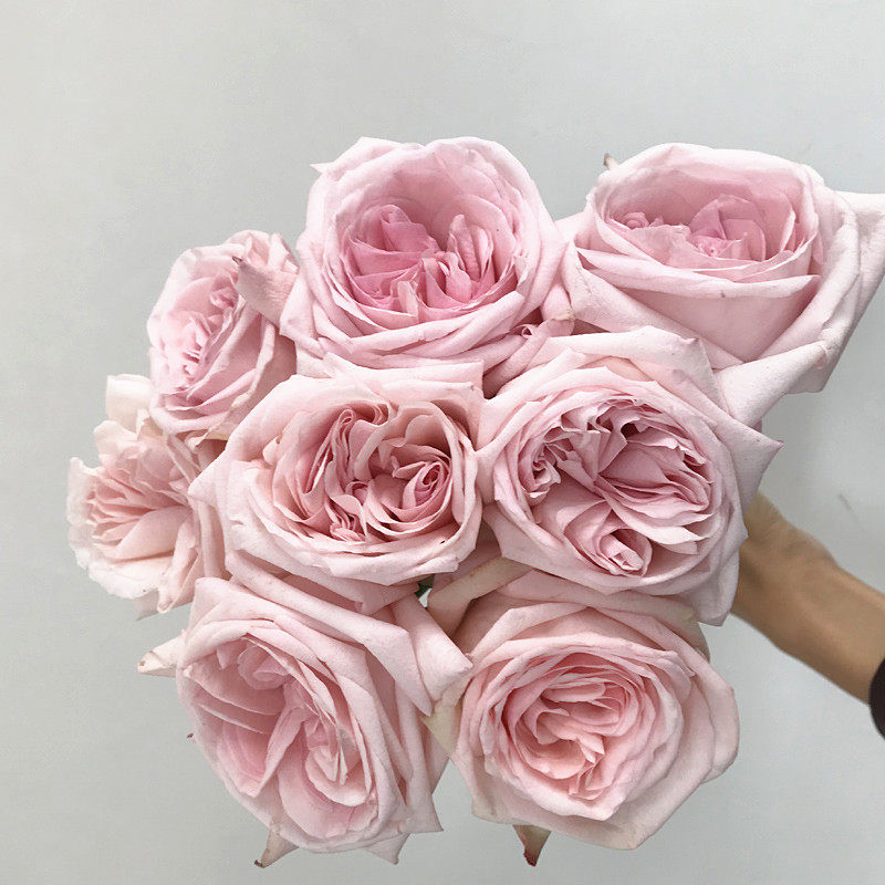 新鲜单头玫瑰大花苞粉色系玫瑰荔枝清香a级优质