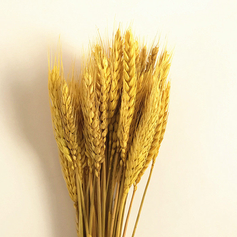 云南昆明大麦麦穗干花永生花一扎45支基地地直干花