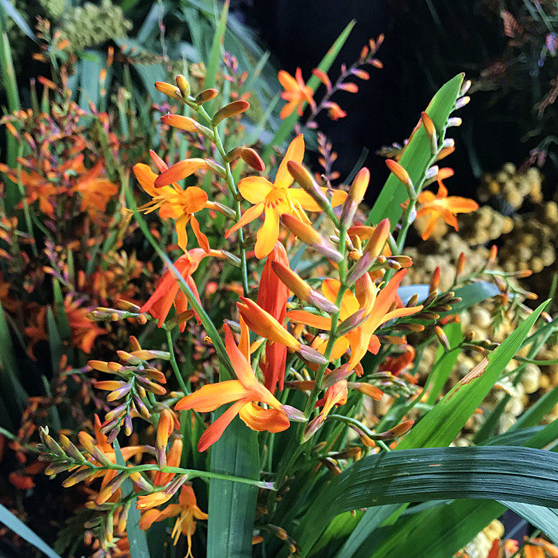 云南昆明鲜花火焰兰花水养鲜切家庭办公室插花鲜花速递同城