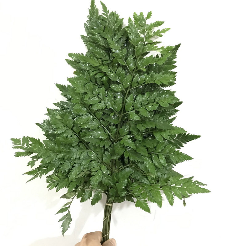 云南昆明新鲜鲜花配叶花材小天使叶鸟巢鸟巢叶天门鲜花速递同城