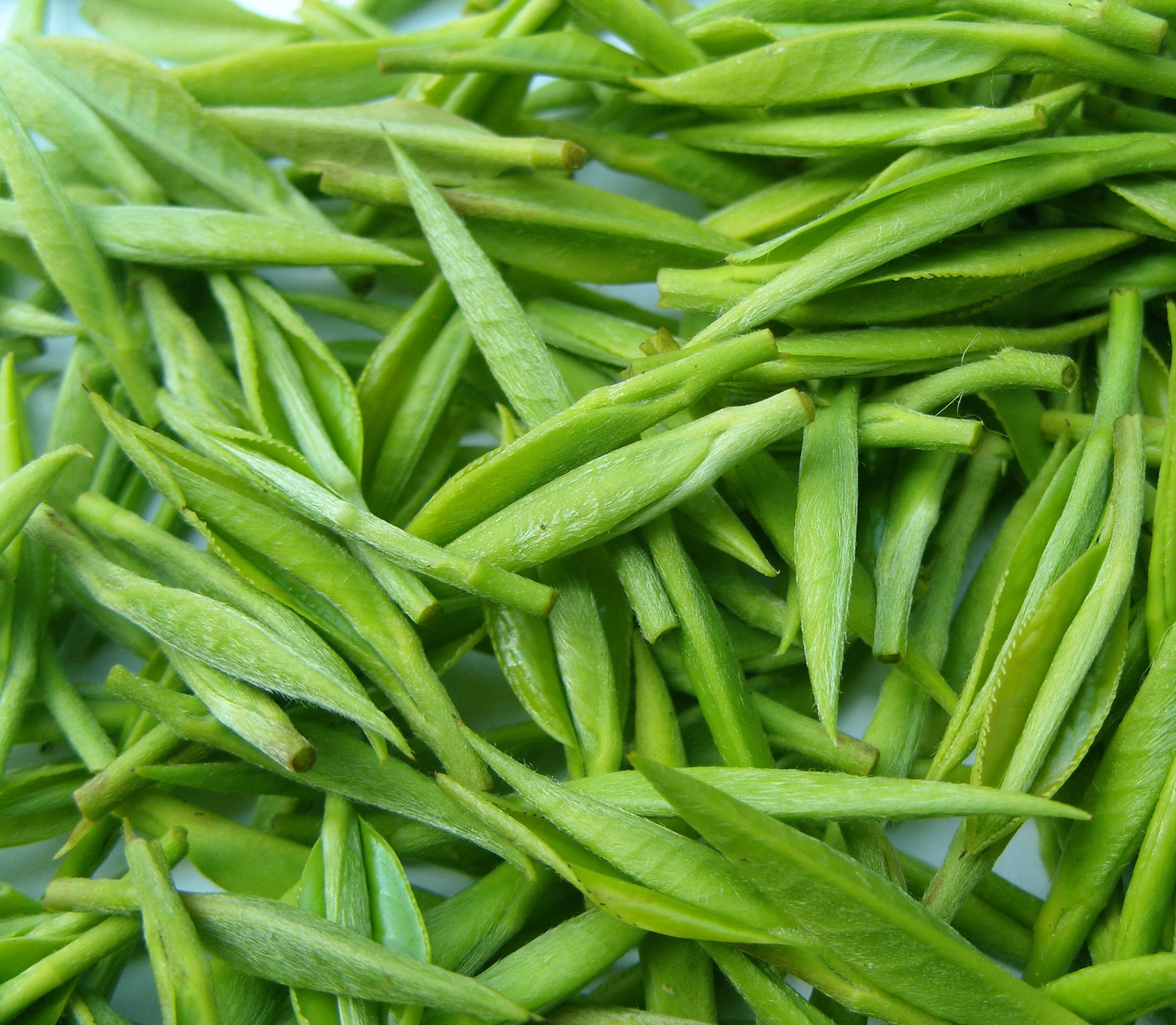 信阳毛尖2017新茶雨前春茶高山云雾绿茶自产自销袋装250克