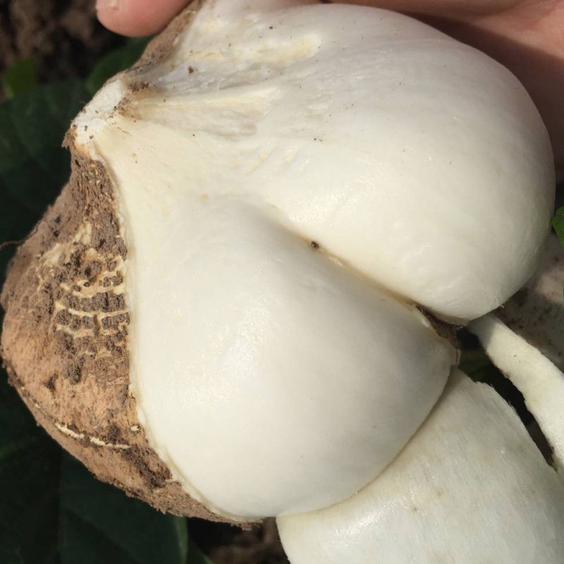 地瓜现挖葛土马蹄番薯红薯梨儿蔬菜水果挖沙新鲜番薯