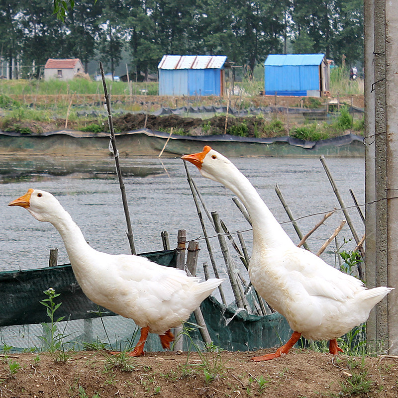 活体5斤老鹅农家散养大白鹅新鲜土鹅肉老鹅汤现杀真空冷冻急速发