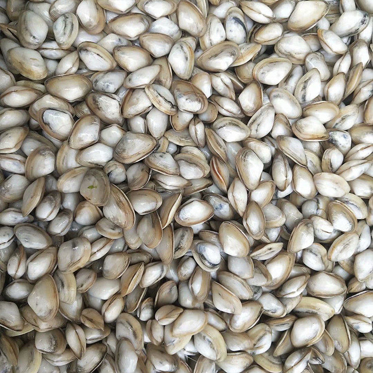 连云港海鲜鲜活海瓜子新鲜无沙海沙子白瓜子小蛤蜊小其它