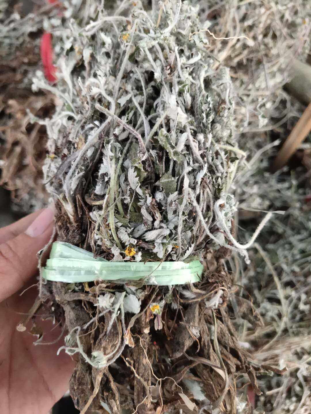 翻白2020新货野生新鲜整棵带根干品根茶500g其他药食同源食品