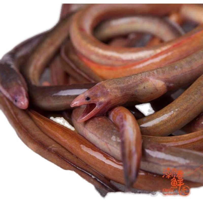 东山岛本港海鲜活鳗鱼中华须鳗活卢鳗花蛇鳗冷冻鳗鱼